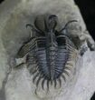 Spiny Walliserops Hammi Trilobite - Excellent Prep #22129-5